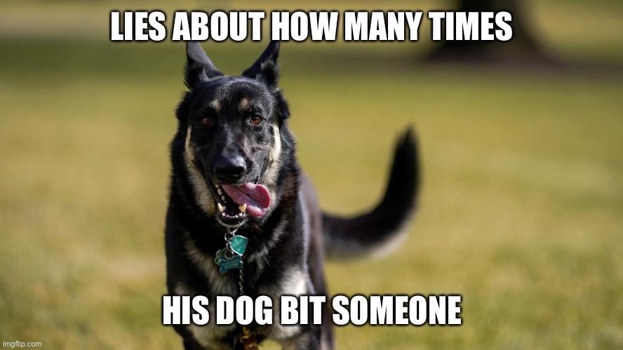 BIDEN DOG-1 | LIES ABOUT HOW MANY TIMES HIS DOG BIT SOMEONE | image tagged in biden dog-1 | made w/ Imgflip meme maker