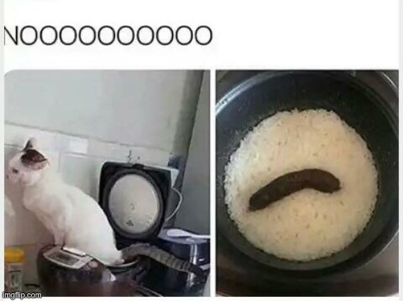 Cat poop | made w/ Imgflip meme maker