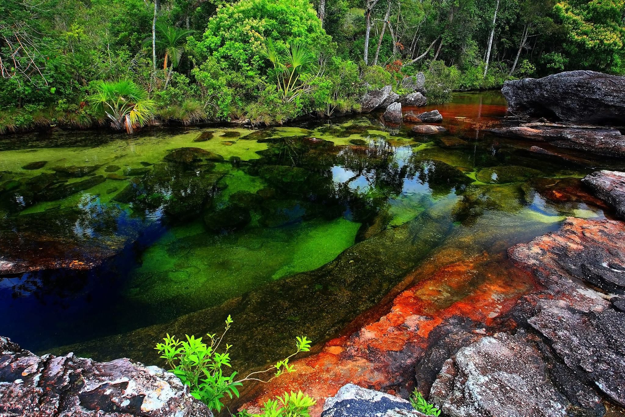 Caño Cristales River, Colombia | image tagged in awesome | made w/ Imgflip meme maker