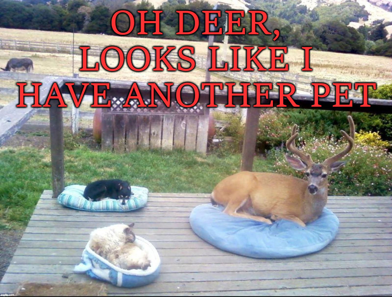 OH DEER, LOOKS LIKE I HAVE ANOTHER PET | image tagged in eyeroll | made w/ Imgflip meme maker