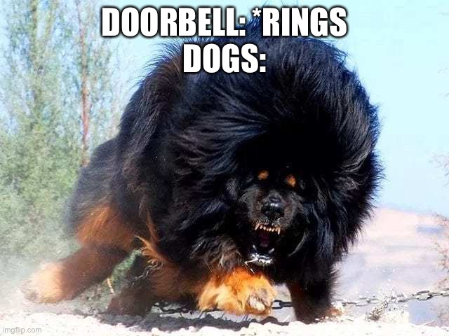 Tibetan Mastiff | DOORBELL: *RINGS
DOGS: | image tagged in tibetan mastiff | made w/ Imgflip meme maker