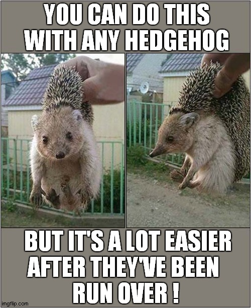 Handling Hedgehogs ! | YOU CAN DO THIS WITH ANY HEDGEHOG; AFTER THEY'VE BEEN 
RUN OVER ! BUT IT'S A LOT EASIER | image tagged in hedgehog,squashed,dark humour | made w/ Imgflip meme maker