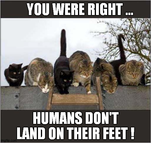 A Group Experiment ! | YOU WERE RIGHT ... HUMANS DON'T LAND ON THEIR FEET ! | image tagged in cats,experiment,falling down | made w/ Imgflip meme maker