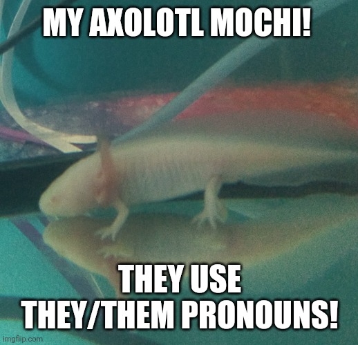 Mochi! |  MY AXOLOTL MOCHI! THEY USE THEY/THEM PRONOUNS! | made w/ Imgflip meme maker