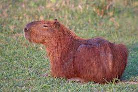 capybara Blank Meme Template