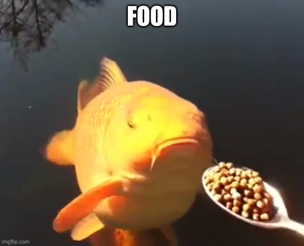Food | FOOD | image tagged in imgflip | made w/ Imgflip meme maker