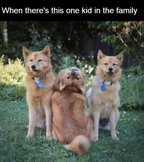 When there's this one kid in the family | image tagged in meme,memes,dog,dogs | made w/ Imgflip meme maker