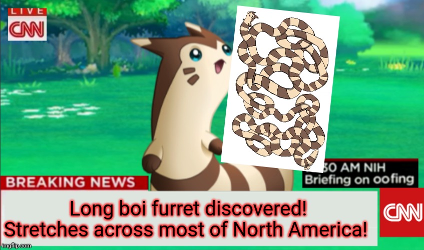 Furret invasion! | Long boi furret discovered! Stretches across most of North America! | image tagged in breaking news furret,long,boi,furret,pokemon,anime | made w/ Imgflip meme maker