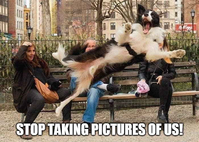 STOP TAKING PICTURES OF US! | image tagged in meme,memes,dog,dogs | made w/ Imgflip meme maker