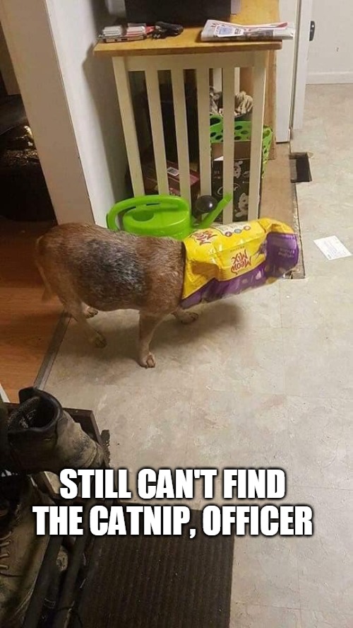 STILL CAN'T FIND THE CATNIP, OFFICER | image tagged in meme,memes,dog,dogs | made w/ Imgflip meme maker