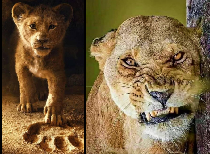 High Quality baby lion and momma lion Blank Meme Template