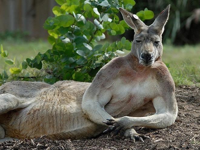 Kangaroo pose Blank Meme Template