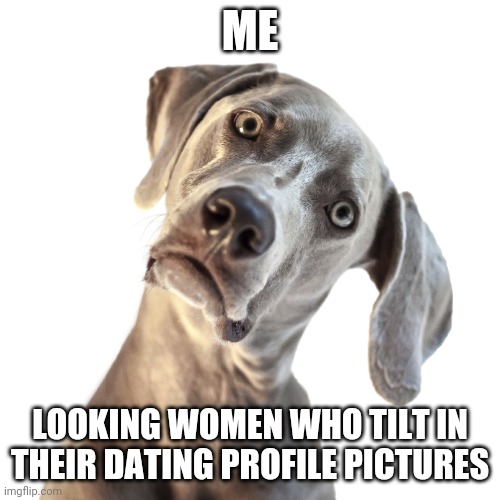 Why do they do that? | ME; LOOKING WOMEN WHO TILT IN THEIR DATING PROFILE PICTURES | image tagged in confused dog | made w/ Imgflip meme maker