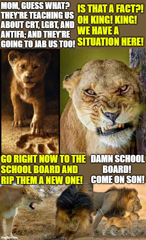 baby lion and momma lion; mrs lion yelling at mr lion, dad walks with cub | MOM, GUESS WHAT?    
THEY'RE TEACHING US  
ABOUT CRT, LGBT, AND 
ANTIFA; AND THEY'RE    
GOING TO JAB US TOO! IS THAT A FACT?!
OH KING! KING!
WE HAVE A
SITUATION HERE! DAMN SCHOOL
BOARD! 
COME ON SON! GO RIGHT NOW TO THE
SCHOOL BOARD AND
RIP THEM A NEW ONE! | image tagged in funny memes,antifa,crt,lgbtq,school board,guess what | made w/ Imgflip meme maker