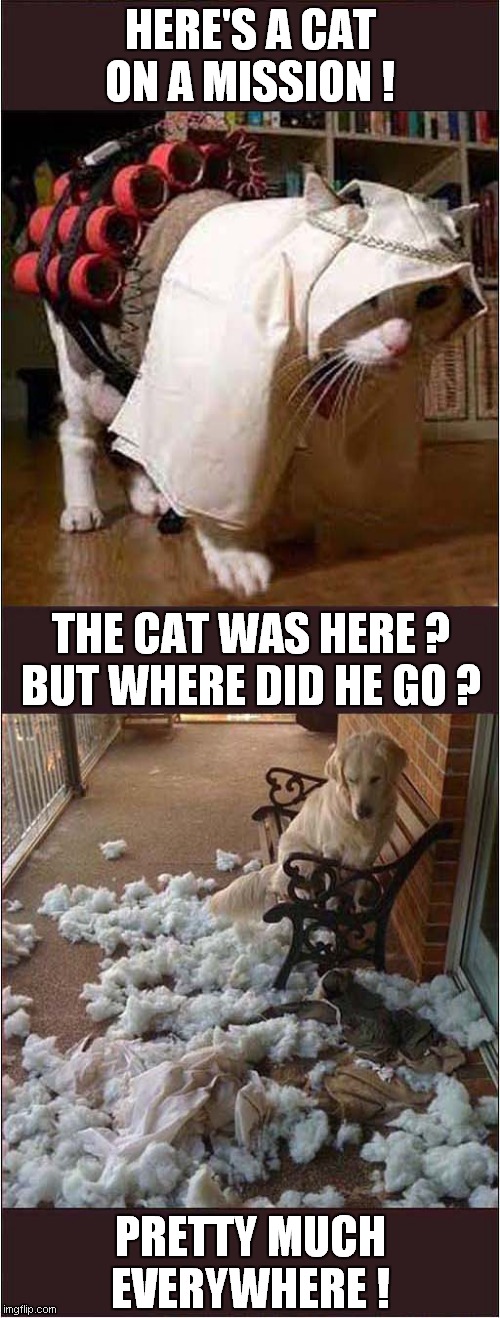 Radicalized Cat ! | HERE'S A CAT ON A MISSION ! THE CAT WAS HERE ?
BUT WHERE DID HE GO ? PRETTY MUCH EVERYWHERE ! | image tagged in cat,suicide bomber,dogs,dark humour | made w/ Imgflip meme maker