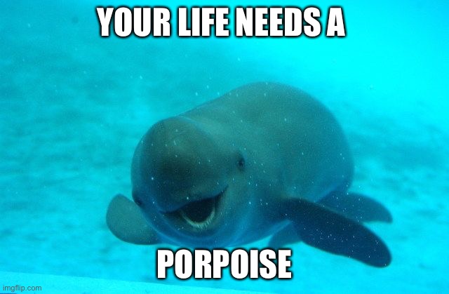 This is for y’all living aimlessly like me | YOUR LIFE NEEDS A; PORPOISE | image tagged in punny porpoise,life,purpose,what's my purpose - butter robot | made w/ Imgflip meme maker