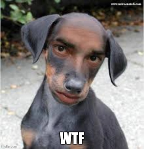 WTF | made w/ Imgflip meme maker