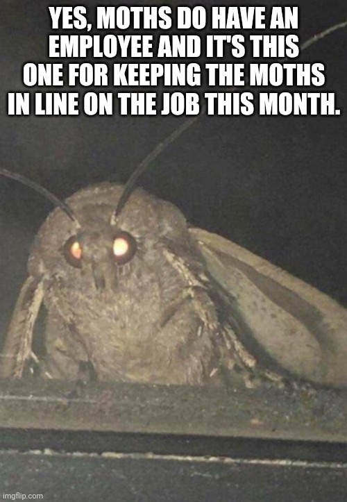 Moth | YES, MOTHS DO HAVE AN EMPLOYEE AND IT'S THIS ONE FOR KEEPING THE MOTHS IN LINE ON THE JOB THIS MONTH. | image tagged in moth | made w/ Imgflip meme maker