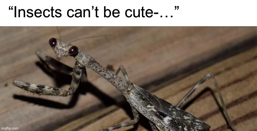 adorable | “Insects can’t be cute-…” | image tagged in funny,cute | made w/ Imgflip meme maker