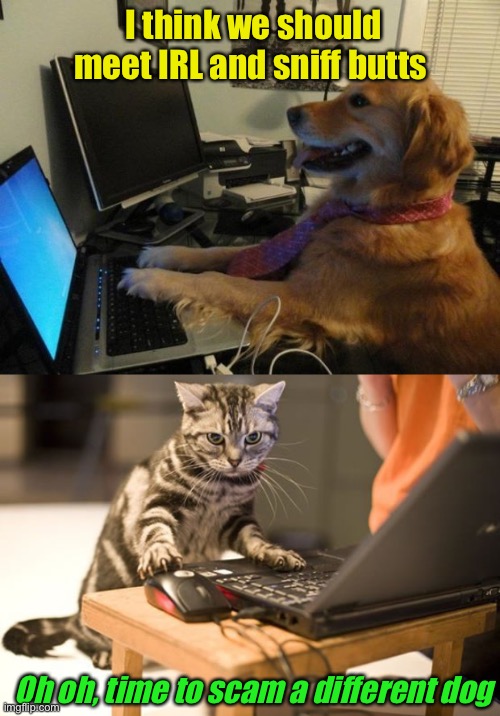 Dog meets someone online, finds out she’s a cat | I think we should meet IRL and sniff butts; Oh oh, time to scam a different dog | image tagged in dog behind a computer,cat computer | made w/ Imgflip meme maker