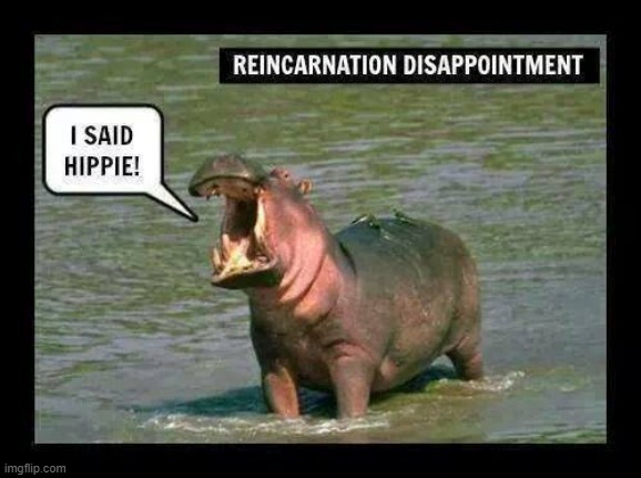 Misunderstood ! | image tagged in reincarnation | made w/ Imgflip meme maker