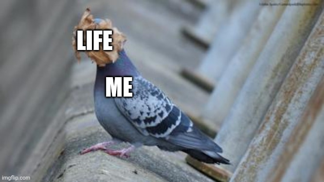 Life, why? | LIFE; ME | image tagged in oof,birds,bird | made w/ Imgflip meme maker