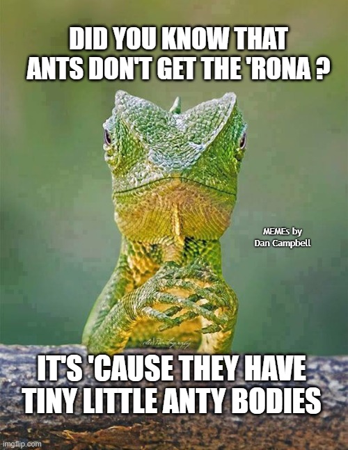 Sarcastic Lizard | DID YOU KNOW THAT ANTS DON'T GET THE 'RONA ? MEMEs by Dan Campbell; IT'S 'CAUSE THEY HAVE TINY LITTLE ANTY BODIES | image tagged in sarcastic lizard | made w/ Imgflip meme maker