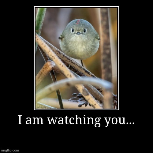 I am watching u... | image tagged in lol,bird,birds | made w/ Imgflip meme maker