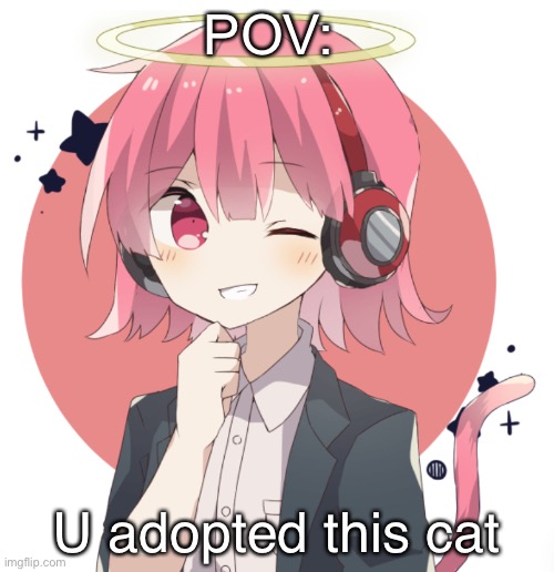 Most cutest cat | POV:; U adopted this cat | image tagged in most cutest cat | made w/ Imgflip meme maker