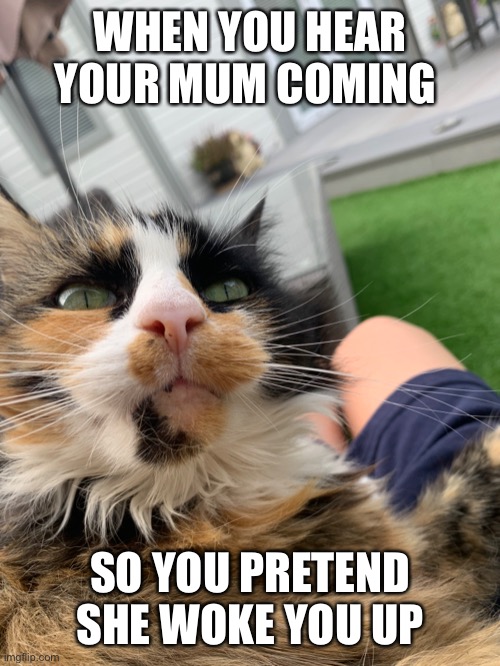 angry cat | WHEN YOU HEAR YOUR MUM COMING; SO YOU PRETEND SHE WOKE YOU UP | image tagged in cat | made w/ Imgflip meme maker