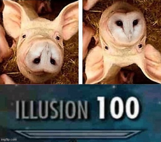 They arw both the face! | image tagged in illusion 100,memes,funny,pig,owl,face | made w/ Imgflip meme maker