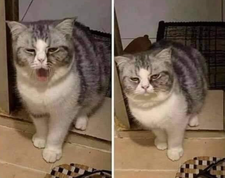 Unconcerned yawning cat Blank Meme Template
