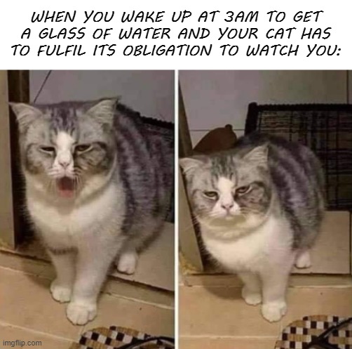 The gesture is greatly appreciated. | WHEN YOU WAKE UP AT 3AM TO GET A GLASS OF WATER AND YOUR CAT HAS TO FULFIL ITS OBLIGATION TO WATCH YOU: | image tagged in memes,cats | made w/ Imgflip meme maker
