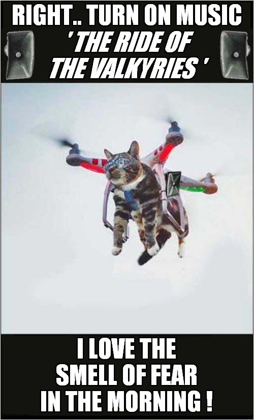 Oh Birds ... Here I Come ! | RIGHT.. TURN ON MUSIC; ' THE RIDE OF THE VALKYRIES '; I LOVE THE SMELL OF FEAR IN THE MORNING ! | image tagged in cats,drone,birds,apocalypse now | made w/ Imgflip meme maker