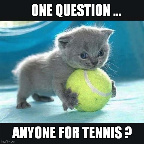 Be Careful What You Wish For ! | ONE QUESTION ... ANYONE FOR TENNIS ? | image tagged in cats,kitten,tennis | made w/ Imgflip meme maker