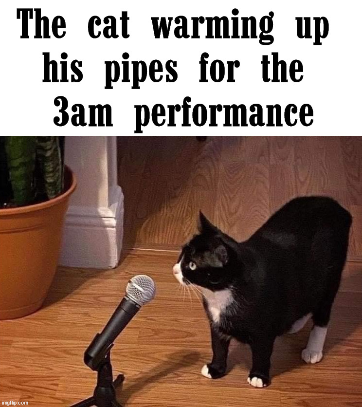 The cat warming up 
his pipes for the 
3am performance | image tagged in cats | made w/ Imgflip meme maker