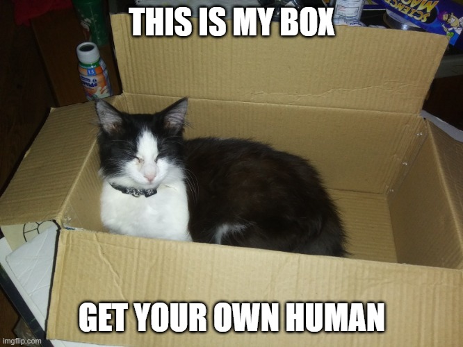 KITTY CLAIMS THE BOX | THIS IS MY BOX; GET YOUR OWN HUMAN | image tagged in cats,funny cats | made w/ Imgflip meme maker