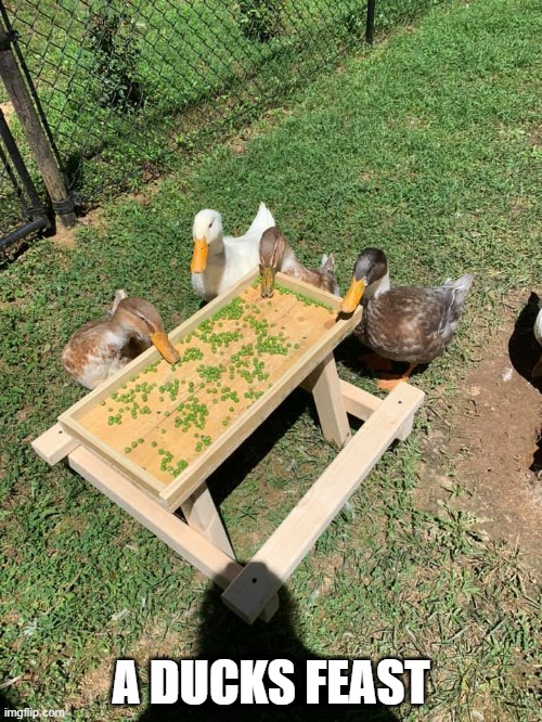 GATGHER AROUND THE TABLE | A DUCKS FEAST | image tagged in ducks,duck | made w/ Imgflip meme maker