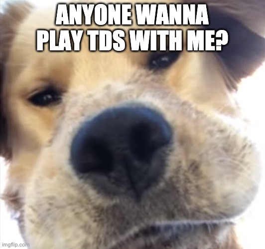 friend me or follow me or just press the join button to play | ANYONE WANNA PLAY TDS WITH ME? | image tagged in doggo bruh | made w/ Imgflip meme maker