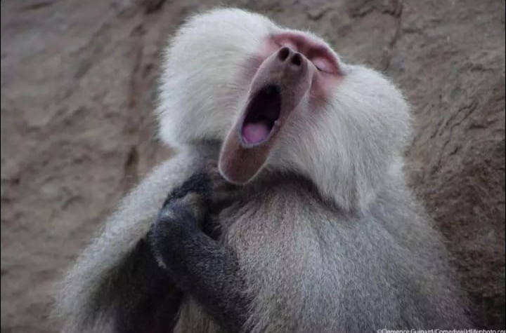 High Quality Yawning Macaque Blank Meme Template