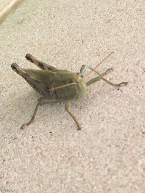 Wild grasshopper appears | made w/ Imgflip meme maker