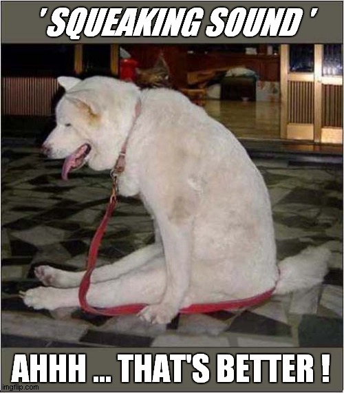 What Is That Noise ? | ' SQUEAKING SOUND '; AHHH ... THAT'S BETTER ! | image tagged in dogs,squeaking,sound | made w/ Imgflip meme maker