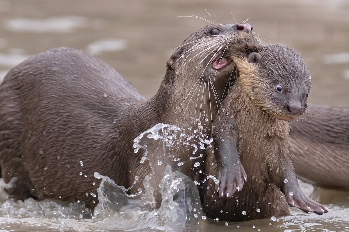 High Quality Otter Momma and her little shitheel Blank Meme Template