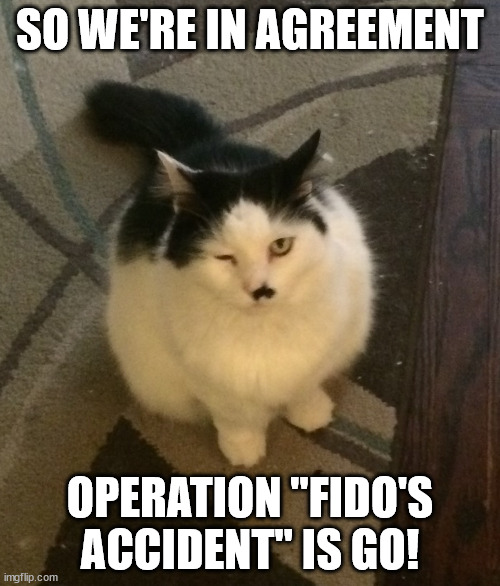 It's time to put our plan into effect! | SO WE'RE IN AGREEMENT; OPERATION "FIDO'S ACCIDENT" IS GO! | image tagged in cat wink,plan,plot,winking,wink,cat,AdviceAnimals | made w/ Imgflip meme maker