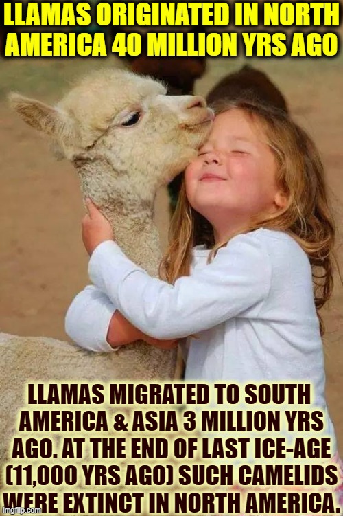 Camelids: camels, alpacas, llamas -now live in S. America, Africa, Asia, Australia |  LLAMAS ORIGINATED IN NORTH
AMERICA 40 MILLION YRS AGO; LLAMAS MIGRATED TO SOUTH 
AMERICA & ASIA 3 MILLION YRS
AGO. AT THE END OF LAST ICE-AGE
(11,000 YRS AGO) SUCH CAMELIDS
WERE EXTINCT IN NORTH AMERICA. | image tagged in vince vance,little girl,loves,llamas,camels,memes | made w/ Imgflip meme maker