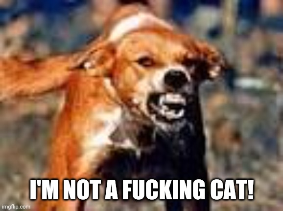 rabid dog | I'M NOT A FUCKING CAT! | image tagged in rabid dog | made w/ Imgflip meme maker