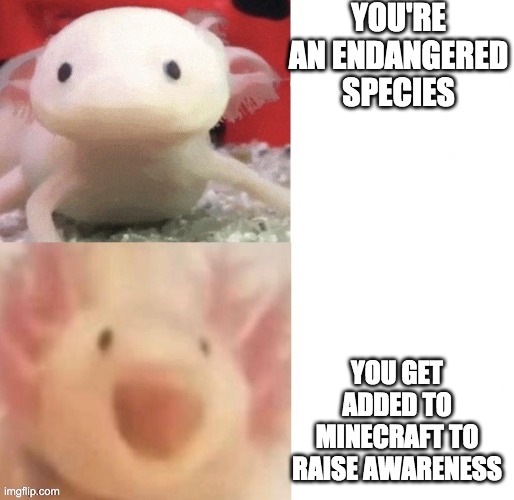 Axolotl | YOU'RE AN ENDANGERED SPECIES; YOU GET ADDED TO MINECRAFT TO RAISE AWARENESS | image tagged in axolotl | made w/ Imgflip meme maker