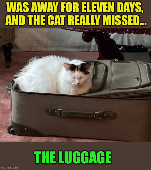 WAS AWAY FOR ELEVEN DAYS,
 AND THE CAT REALLY MISSED… THE LUGGAGE | made w/ Imgflip meme maker