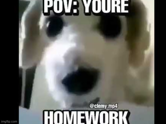 homework | image tagged in homework,what the dog doin | made w/ Imgflip meme maker