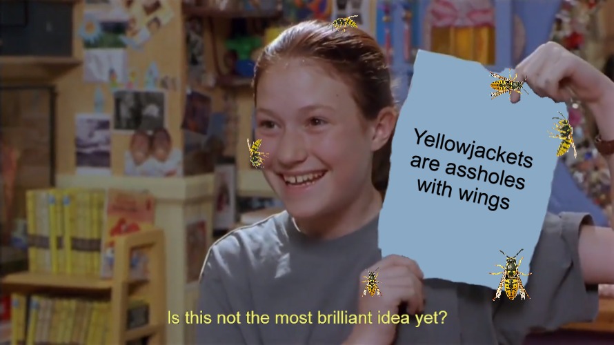 Yellowjackets are assholes with wings | image tagged in meme,memes,yellowjackets | made w/ Imgflip meme maker